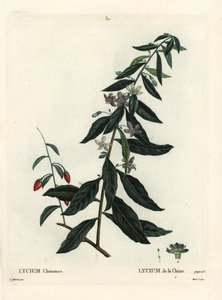 Bacca di goji o boccino cinese, Lycium chinense. Incisione a puntasecca colorata a mano di Moret da un