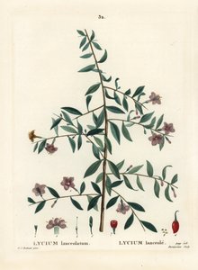 Bacca di goji o bacca di lupo cinese, Lycium barbarum (Lycium lanceolatum). Incisione a puntasecca colorata a mano di Du Ruisseau da un