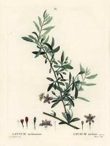 Bacca di goji o wolfberry cinese, Lycium barbarum (Lycium turbinatum). Incisione a puntasecca colorata a mano da Moret da un