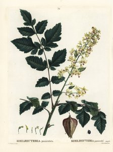 Koelreuteria paniculata da Pierre Joseph Redouté