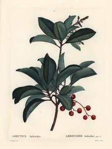 Corbezzolo greco, Arbutus andrachne. Incisione a puntasecca colorata a mano da Moret da un