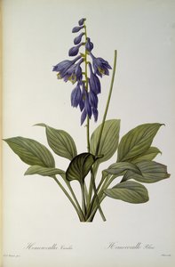 Hemerocallis Caerulea, da 