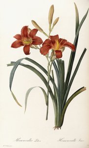 Hemerocallis Fulva - Hemerocallis fulva da Pierre Joseph Redouté
