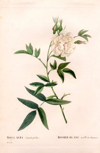 Rosa bianca a foglie di canapa da Pierre Joseph Redouté