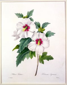 Hibiscus syriacus, inciso da Bessin, da 