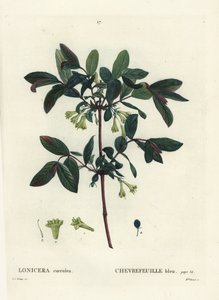 Honeyberry, Haskap berry, caprifoglio a bacche blu o caprifoglio dolce, Lonicera caerulea. Incisione a puntasecca colorata a mano da Miss Brenet da un