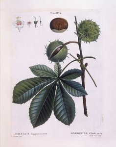 Ippocastano (Aesculus hippocastanum), Henry Louis Duhamel du Monceau, tavola botanica di Pierre Joseph Redouté da Pierre Joseph Redouté