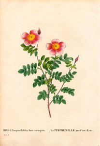 Rosa Burnet a cento corone da Pierre Joseph Redouté