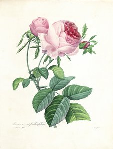 Rosa centifolia, incisa da Langlois, da 