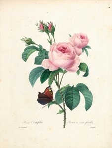 Rosa Centifolia, incisa da Langlois, da Choix des Plus Belles Fleurs et des Plus Beaux Fruits, Vol. I