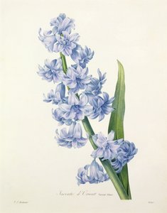 Hyacinthus orientalis (giacinto comune), inciso da Victor, da 