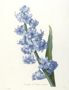 Giacinto orientale, varietà blu, da Choix Des Plus Belle Fleurs et des Plus Beaux Fruits, 1827 (incisione a puntasecca colorata a mano)