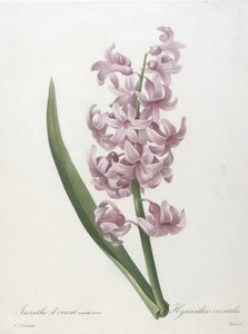 Giacinto orientale, varietà rosa, Hyacinthus orientalis, da Choix des Plus Belle Fleurs et des Plus Beaux Fruits, 1827 (incisione a puntasecca colorata a mano)