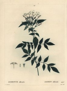 Gelsomino, Jasminum officinale. Incisione a puntasecca colorata a mano di Moret da un