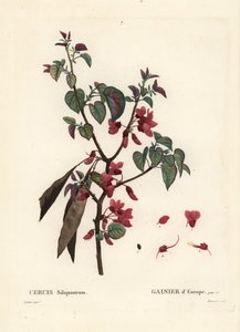 Albero di Giuda, Cercis siliquastrum. Incisione a puntasecca colorata a mano di Tassaert da un