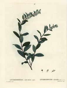 Chamaedaphne calyculata. Incisione a puntasecca colorata a mano da Miss Brenet da un