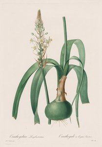 Les Liliacées: Ornithogalum longibracteatum