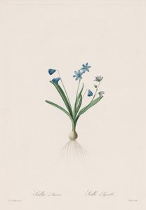 Les Liliacées: Scilla amaena da Pierre Joseph Redouté