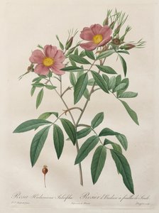 Le rose: Rosa Hudsoniana Salicifolia da Pierre Joseph Redouté