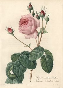 Rosa foglia di lattuga - Eau forte di Langlois, basata su un