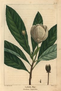 Loblolly bay, Gordonia lasyanthus da Pierre Joseph Redouté