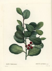Agrifoglio di Madeira, Ilex perado. Incisione a puntasecca colorata a mano di Casenave da un