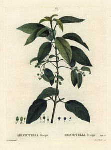 Maqui o uva cilena, Aristotelia chilensis (Aristotelia macqui). Incisione a puntasecca colorata a mano di Aimee da un