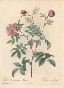 Rosa di maggio o rosa cannella - Eau forte di Chapuy, da un
