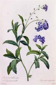 Myosotis scorpiodes da Pierre Joseph Redouté
