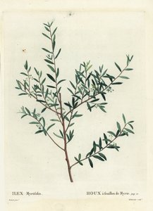 Agrifoglio mirto o mirto dahoon, Ilex myrtifolia. Incisione a puntasecca colorata a mano da Delaneaux da un