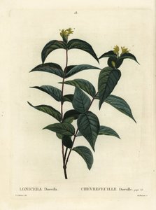 Diervilla lonicera (Lonicera diervilla) da Pierre Joseph Redouté