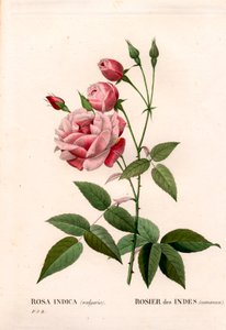 Rosa cinese antica, Rosa chinensis. Incisione a puntasecca colorata a mano da “Les Roses” di Pierre Joseph Redoute, Parigi da Pierre Joseph Redouté