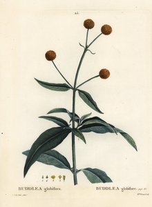 Buddleja globosa da Pierre Joseph Redouté
