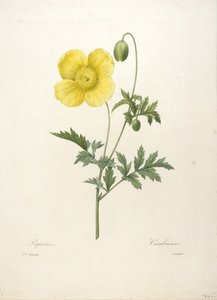Papavero, da Choix Des Plus Belle Fleurs et des Plus Beaux Fruits, 1827 (incisione a puntasecca colorata a mano)