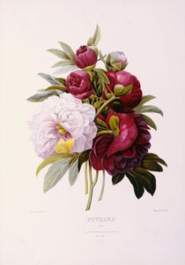 Peonie, inciso da Prevost