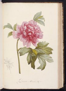 Peonia, da "Description des Plantes Rares et Cultivees a Malmaison et a Navarre" di Aime Bonpland, 1812-14 da Pierre Joseph Redouté