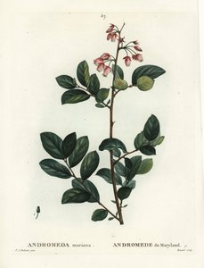 Pieris mariana da Pierre Joseph Redouté
