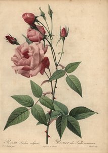 Rosa cinese rosa, Rosa chinensis da Pierre Joseph Redouté