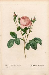 Rosa Vilmorin, Rosa centifolia Vilmorin. Incisione a puntasecca colorata a mano da 