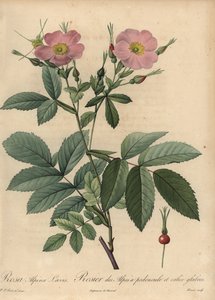 Rosa alpina rosa, Rosa pendulina da Pierre Joseph Redouté