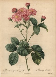 Garofano rosa, Rosa centifolia da Pierre Joseph Redouté