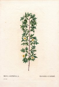 Rosa cuspidata rosa canina varietà da Pierre Joseph Redouté