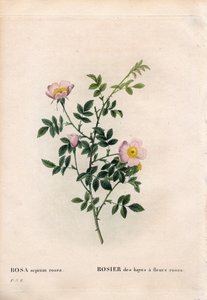 Rosa selvatica rosa da Pierre Joseph Redouté
