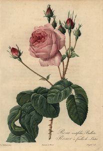 Rosa lattuga rosa Bullata, Rosa centifolia da Pierre Joseph Redouté