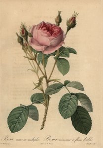 Rosa muscosa rosa, Rosa centifolia f. muscosa da Pierre Joseph Redouté