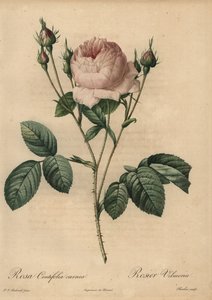 Rosa rosa, Rosa centifolia carnea da Pierre Joseph Redouté