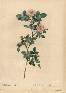 Rosa rosa, Rosa montezuma da Pierre Joseph Redouté