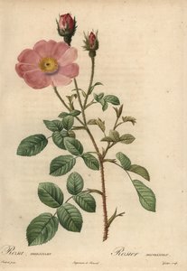 Rosa rosa, Rosa muscosa da Pierre Joseph Redouté