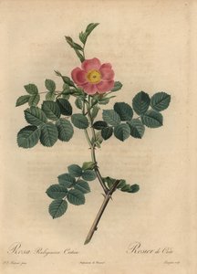 Rosa canina rosa, Rosa rubiginosa da Pierre Joseph Redouté