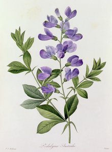 Podalyria Australis da Pierre Joseph Redouté